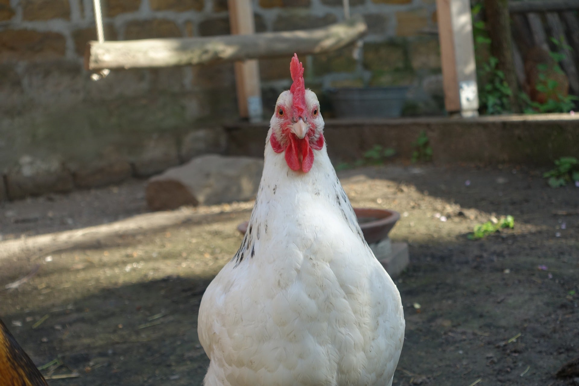 poules pondeuses