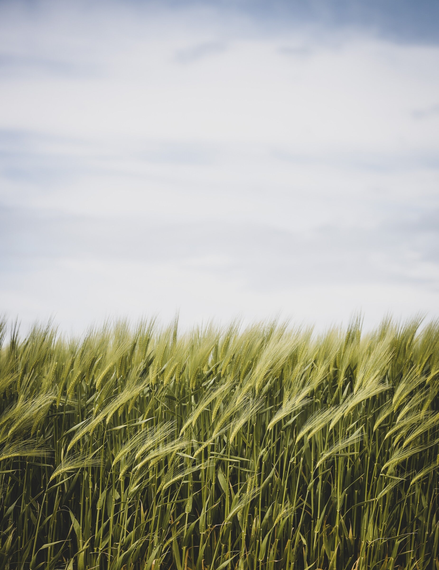 5 PRODUITS DE L’AGRICULTURE BIO À DÉCOUVRIR AU QUÉBEC