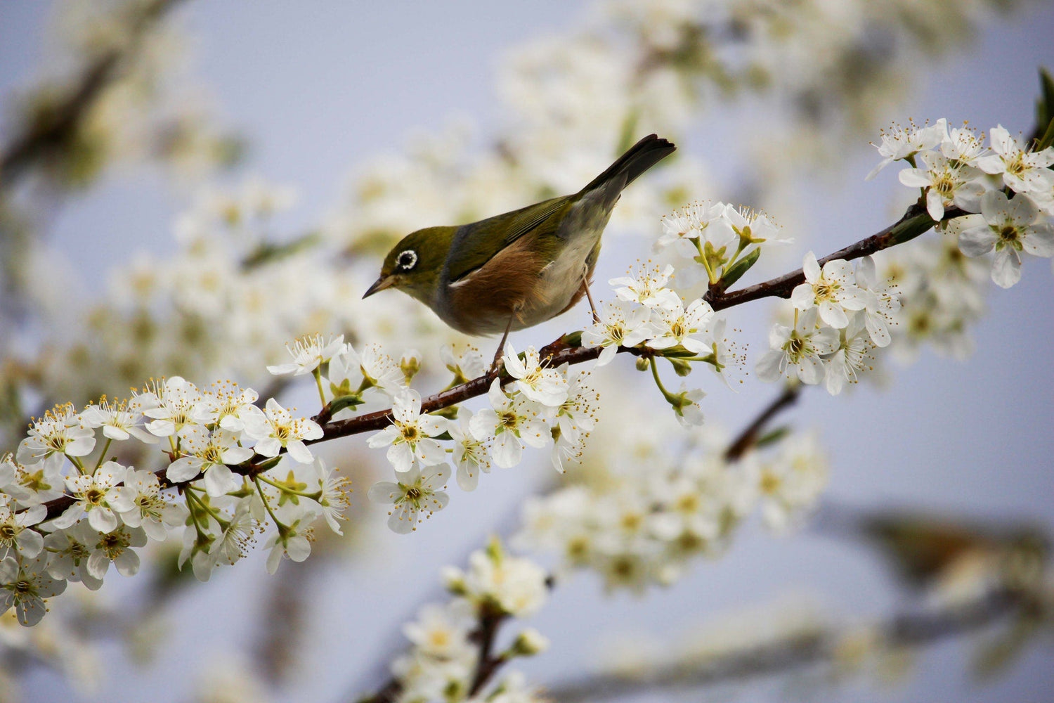 Un air de printemps pour votre intérieur