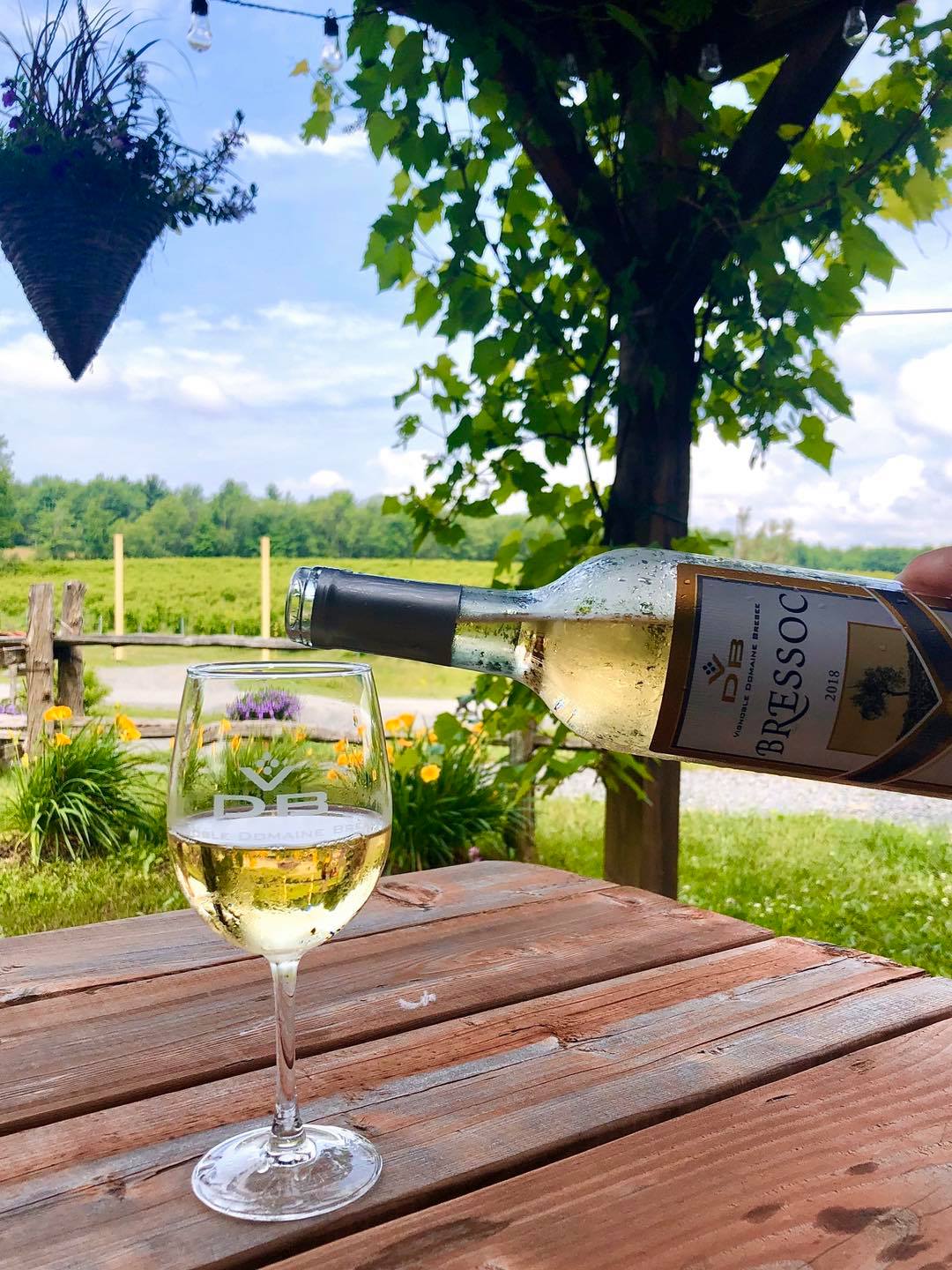 Wine tasting and gifts for 2 people - Domaine Bresee Vineyard