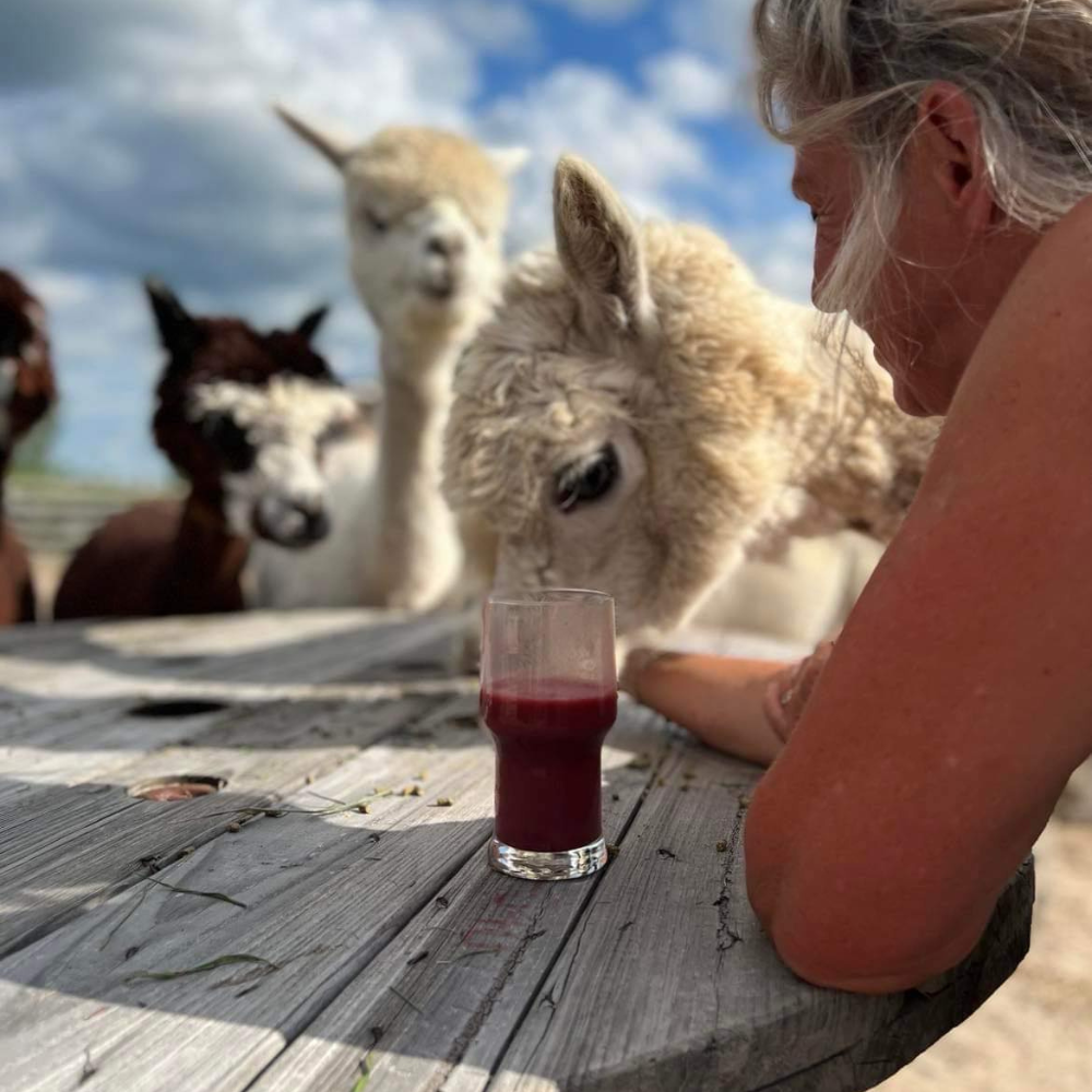 Picnic with the Alpacas for 2 people - La casa d'alpagas