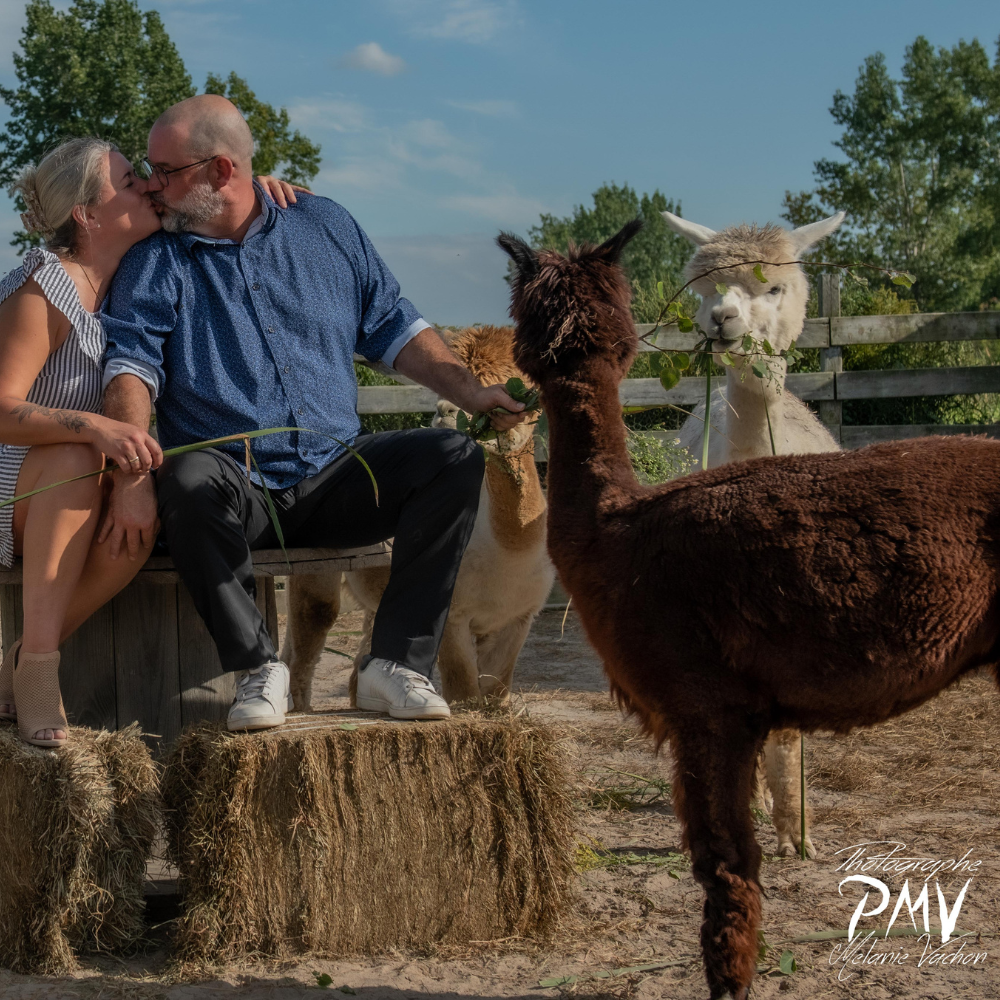Picnic with the Alpacas for 2 people - La casa d'alpagas