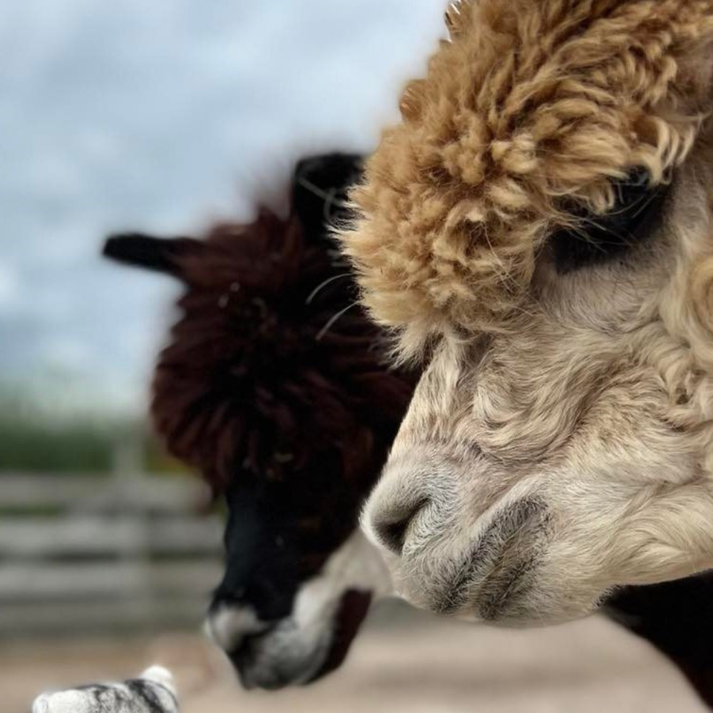 Casa Getaway for 2 - The Alpaca House