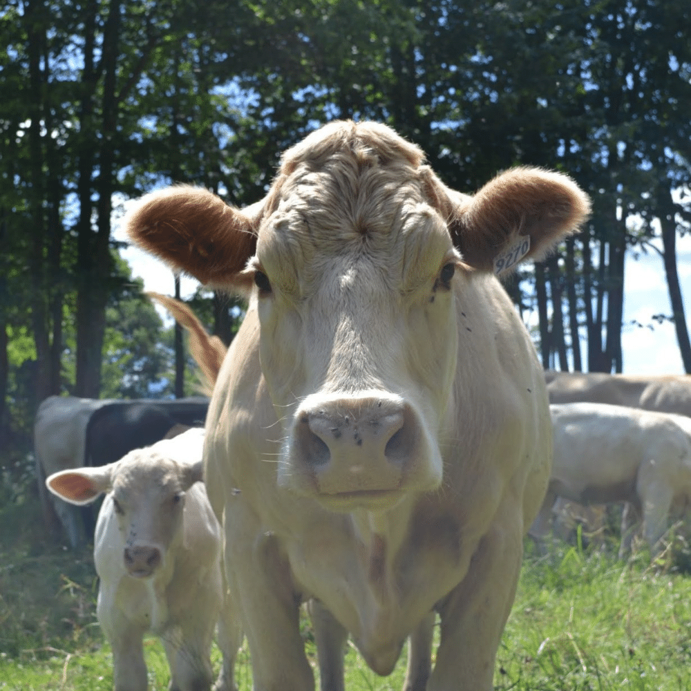 Wine tasting and bottles for 2 people - Domaine Bresee Vineyard