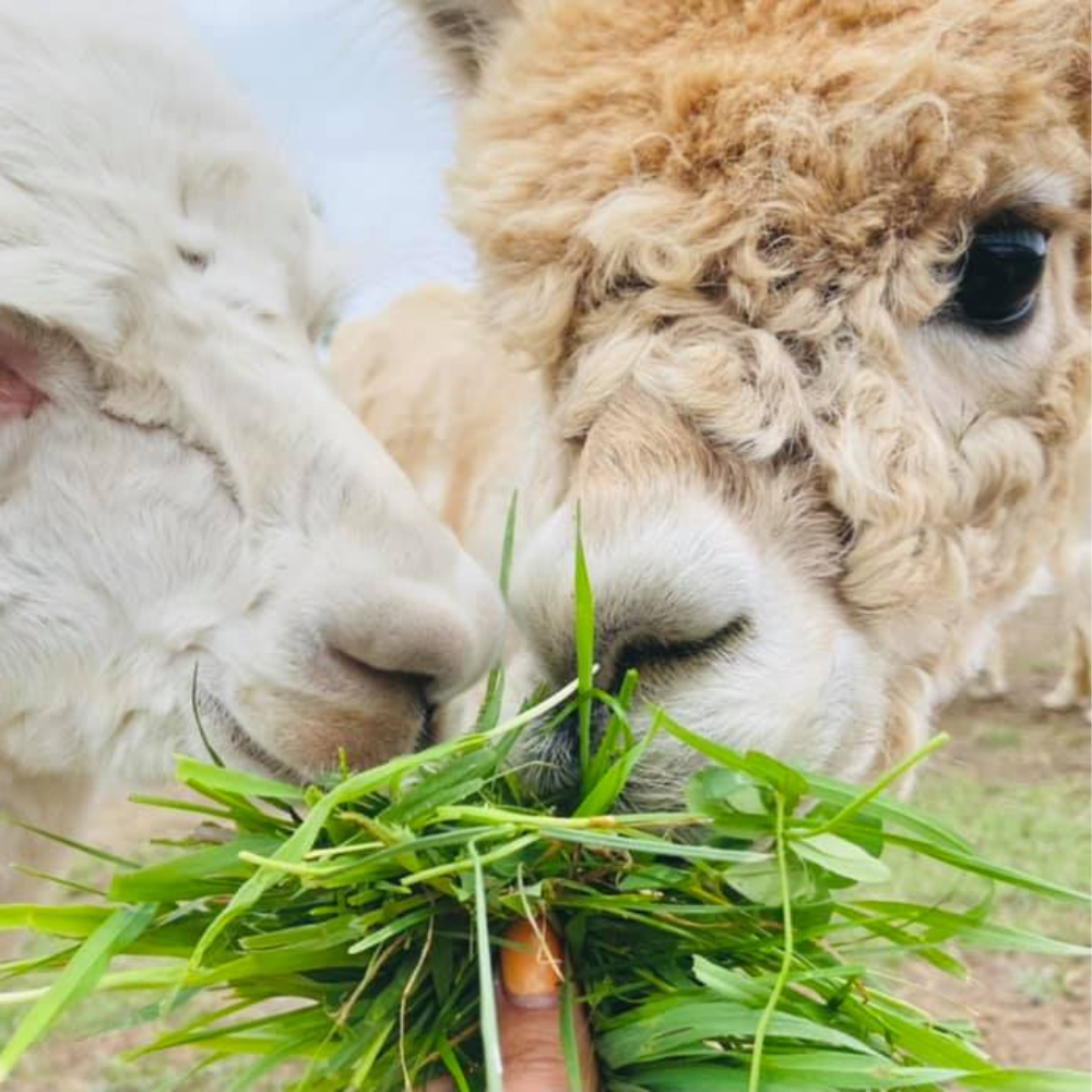 Picnic with the Alpacas for 2 people - La casa d'alpagas