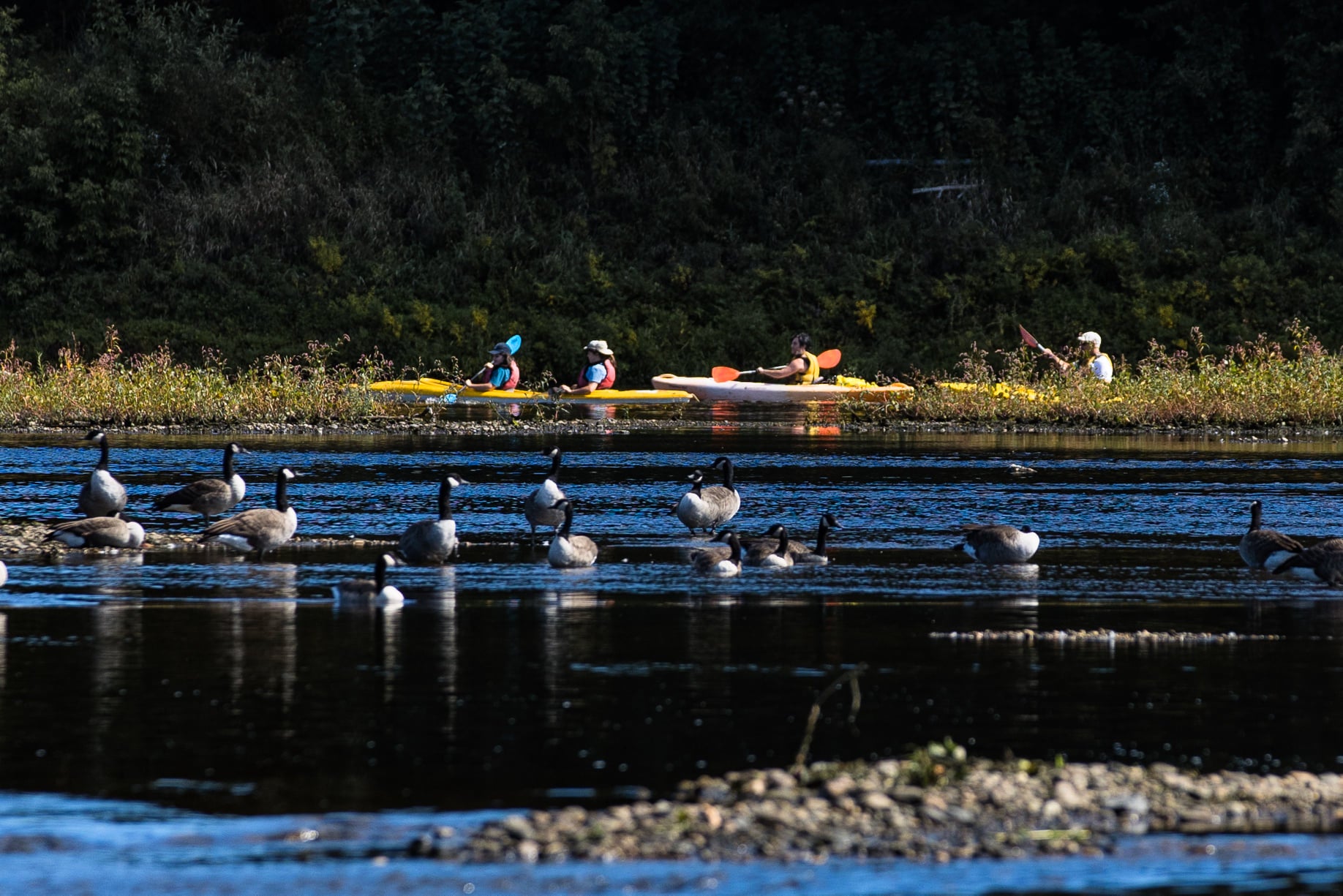 Kayak or canoe activity for 2 people - Canot-Kayak Richmond