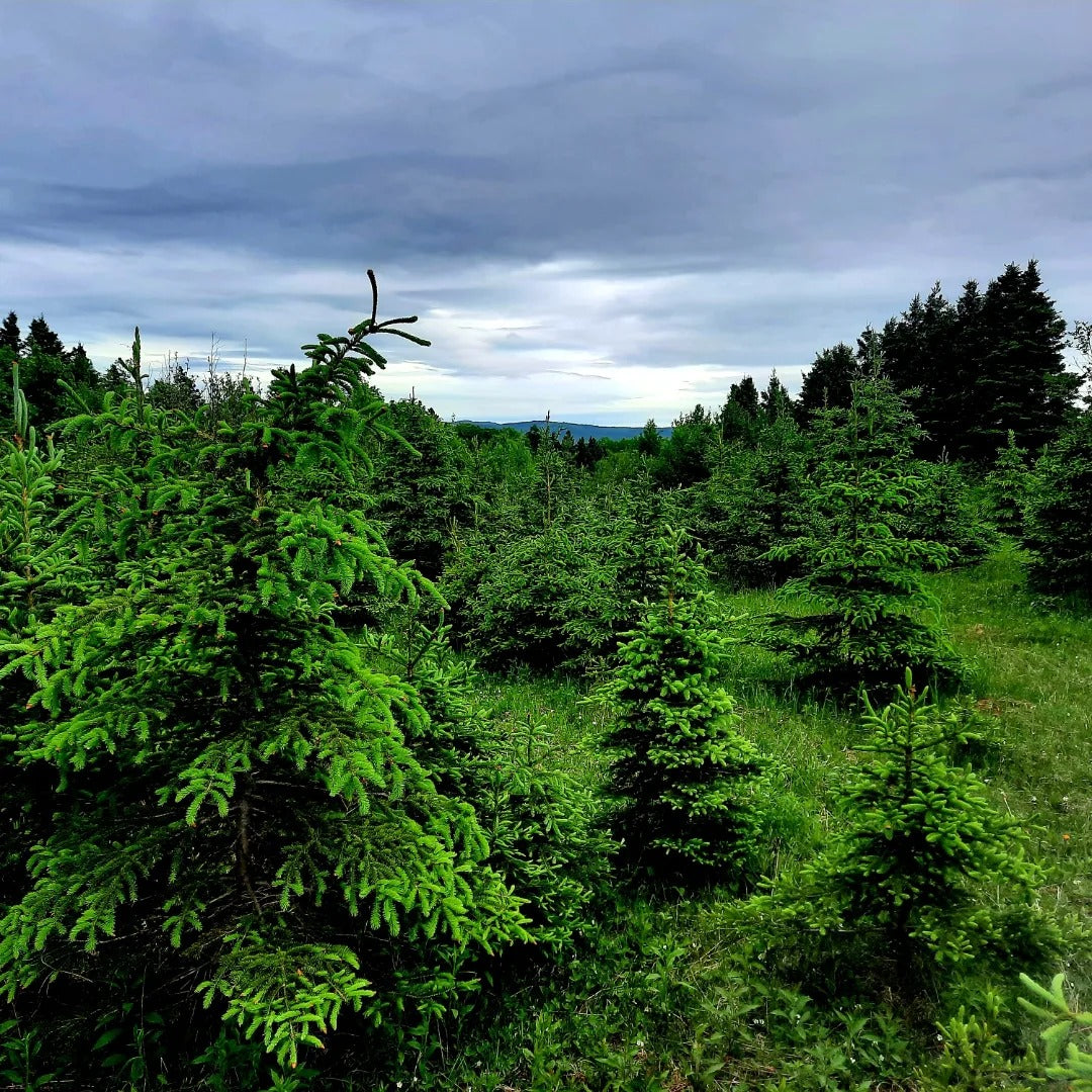 Baume de l’ours qui tousse – Baume respiratoire boréal