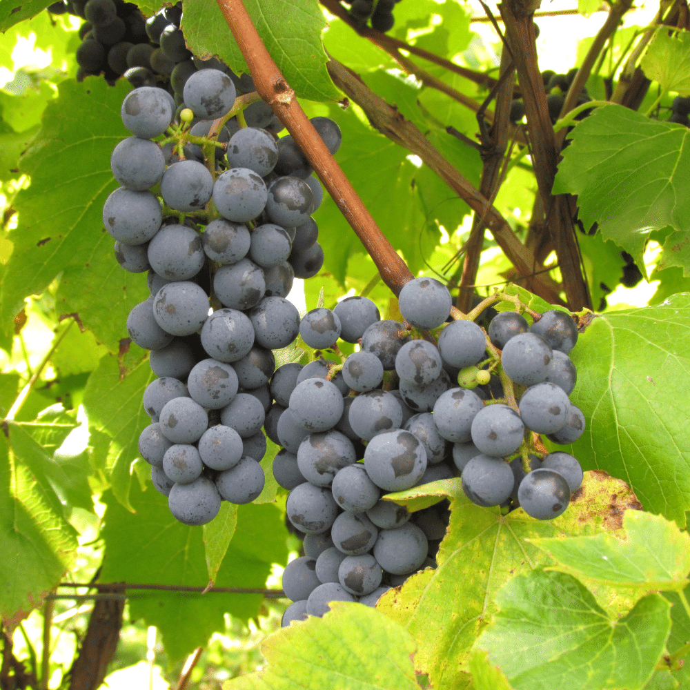 Wine tasting and gifts for 2 people - Domaine Bresee Vineyard