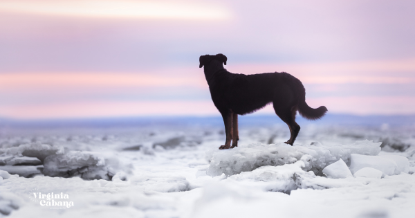 Séance photo avec votre chien pour 1 à 2 personnes. - Virginia Cabana Photographe
