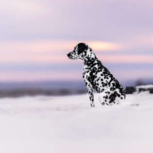 Séance photo avec votre chien pour 1 à 2 personnes. - Virginia Cabana Photographe