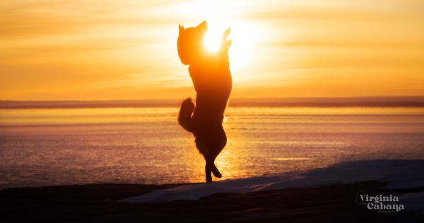 Séance photo avec votre chien pour 1 à 2 personnes. - Virginia Cabana Photographe