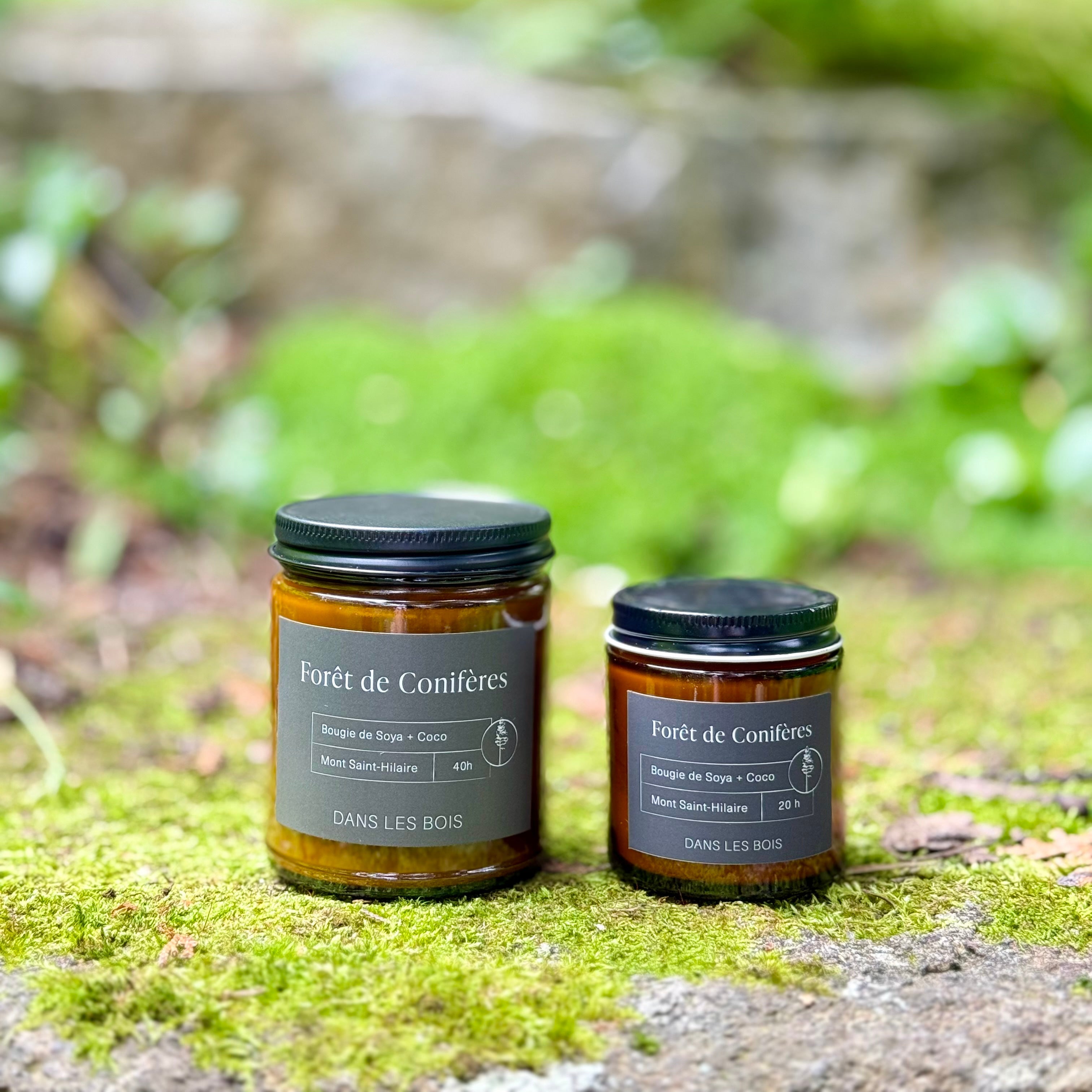 Bougie - Forêt de conifères