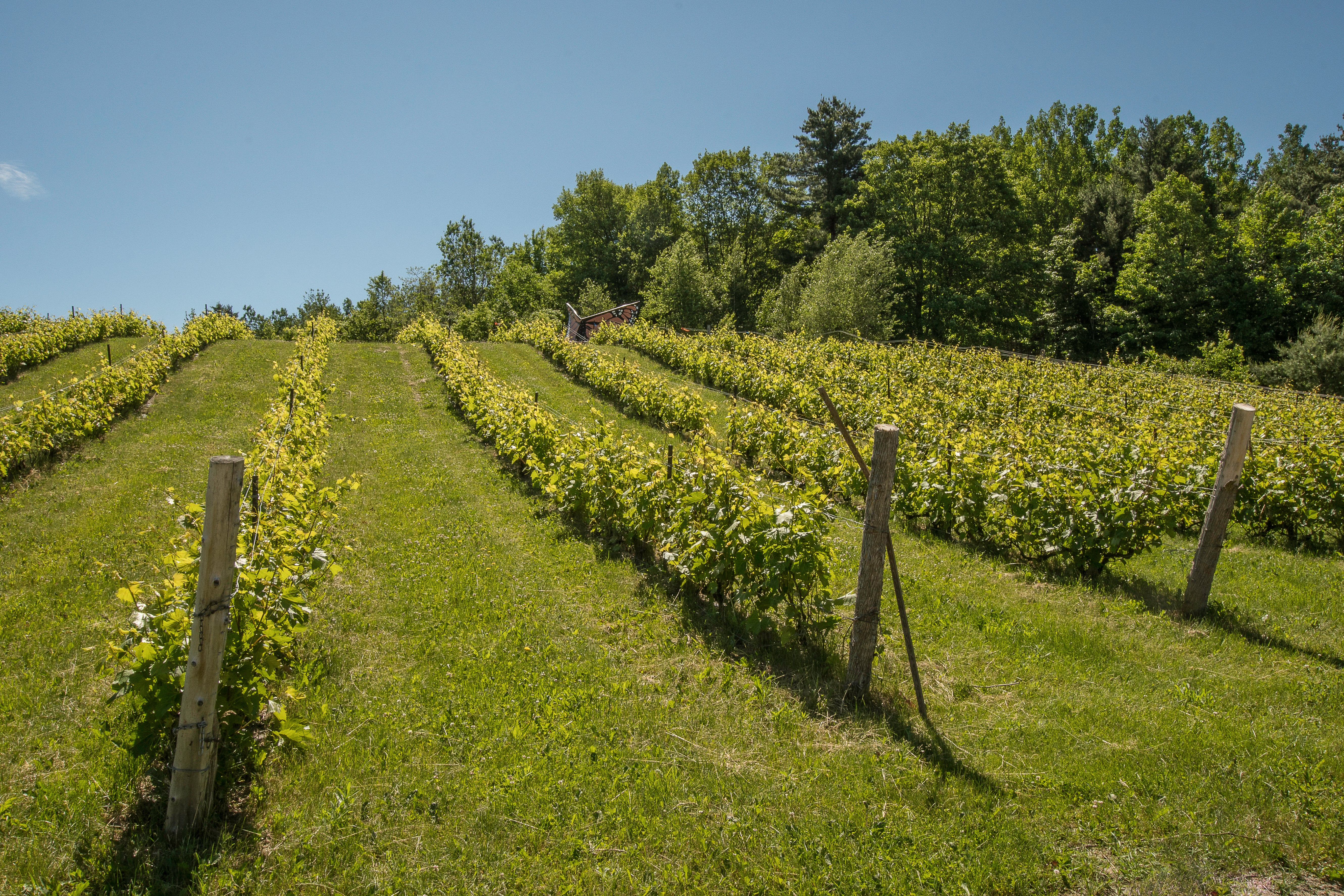 Wine and cheese for 2 people - Domaine des Côtes d'Ardoise