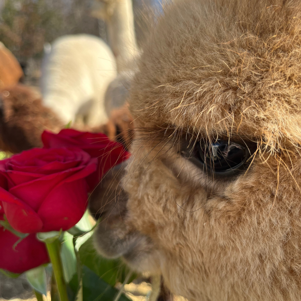 Alpaca walk for 4 people - Alpacas du Domaine Poissant