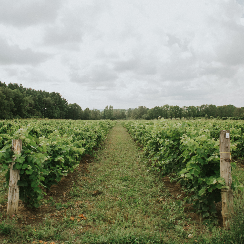 Wine tasting and 12-bottle box for 2 people - Domaine du Ridge