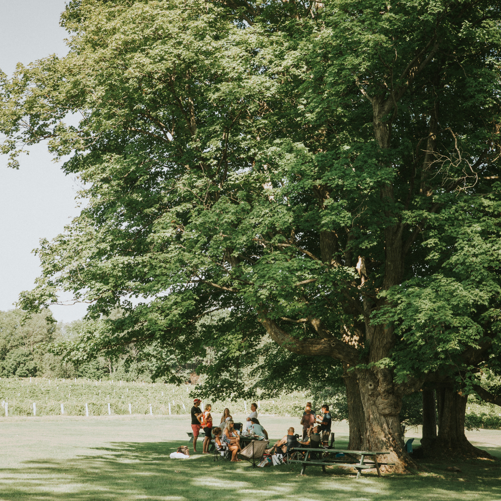 Wine tasting and 12-bottle box for 2 people - Domaine du Ridge