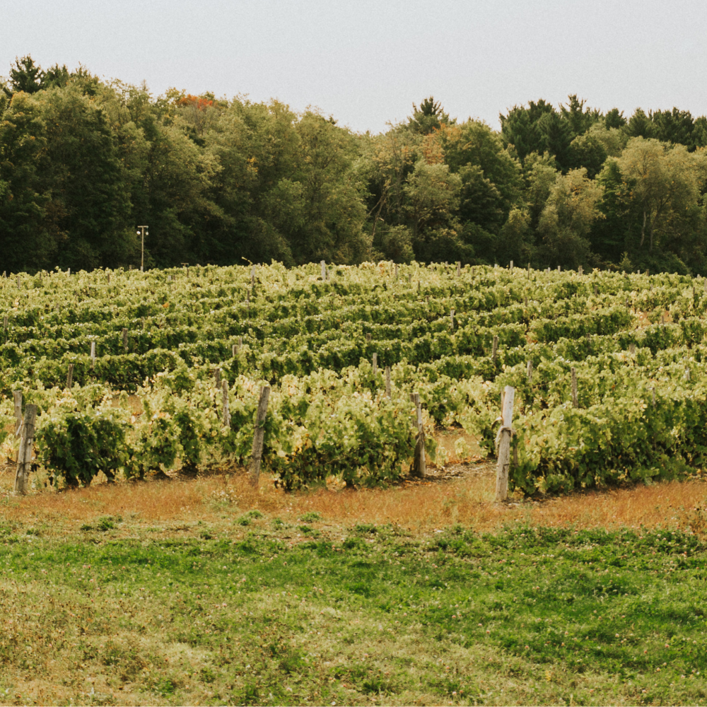 Wine tasting for 2 people - Domaine du Ridge