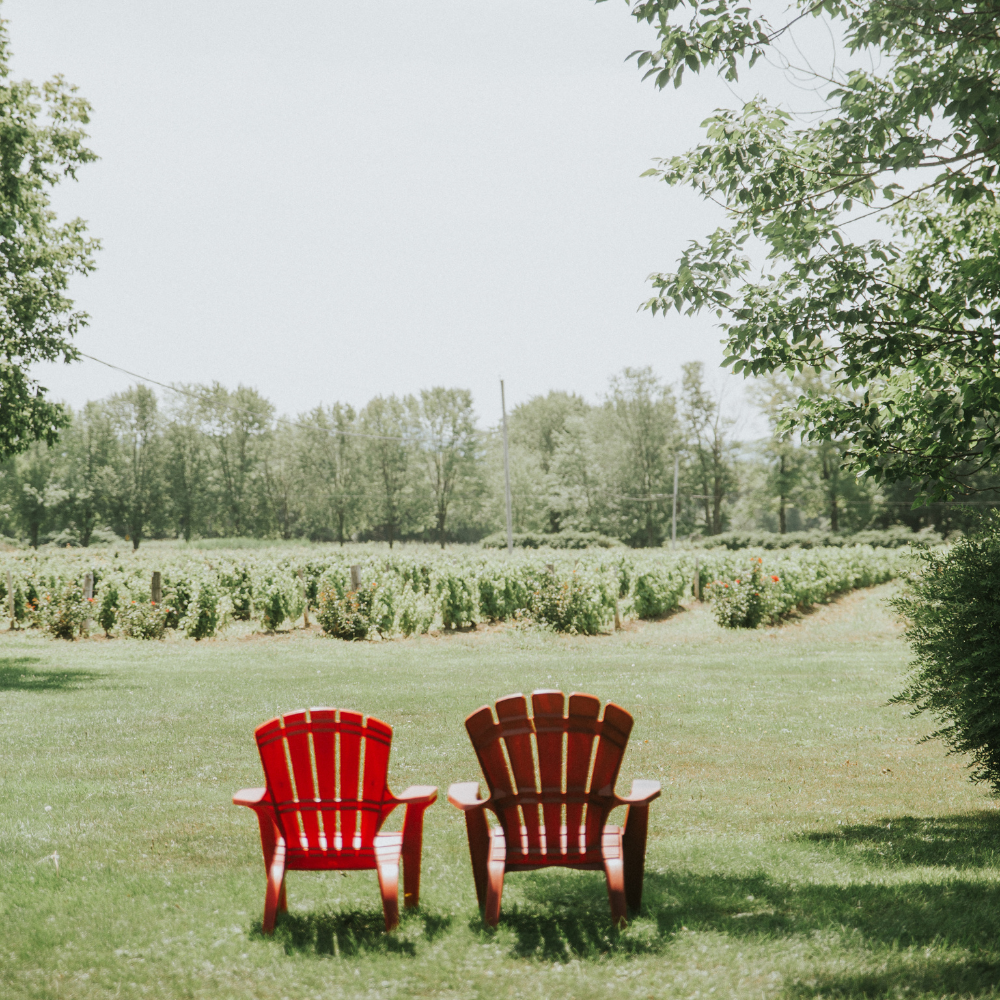 Wine tasting for 2 people - Domaine du Ridge