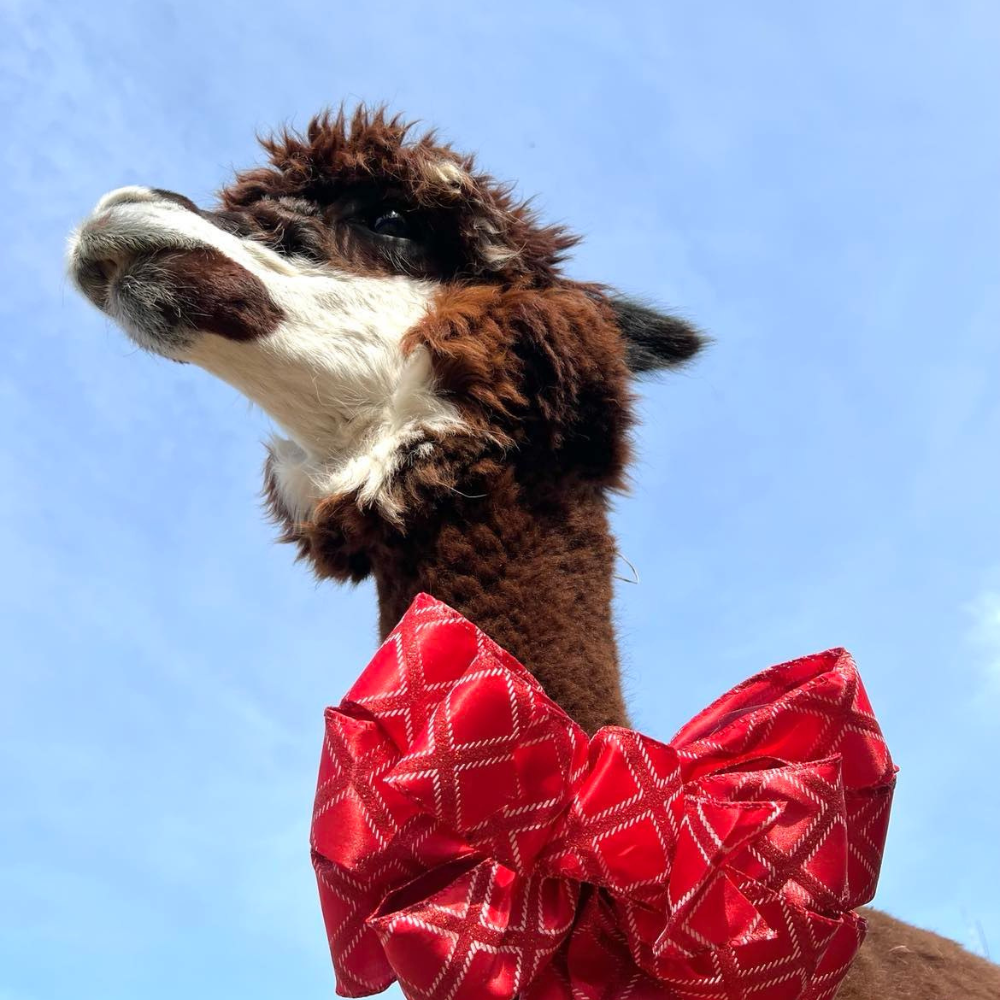 Picnic with the Alpacas for 2 people - La casa d'alpagas