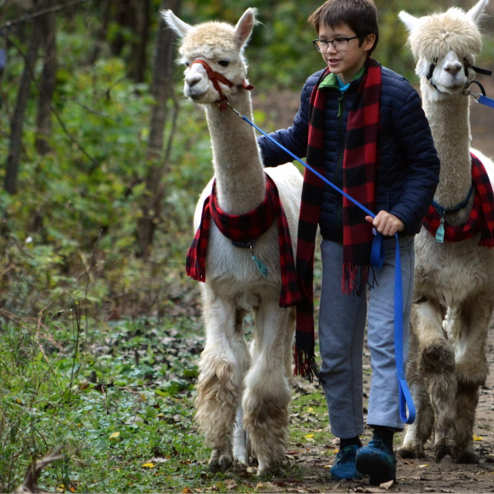 Alpaca walk for 4 people - Alpacas du Domaine Poissant