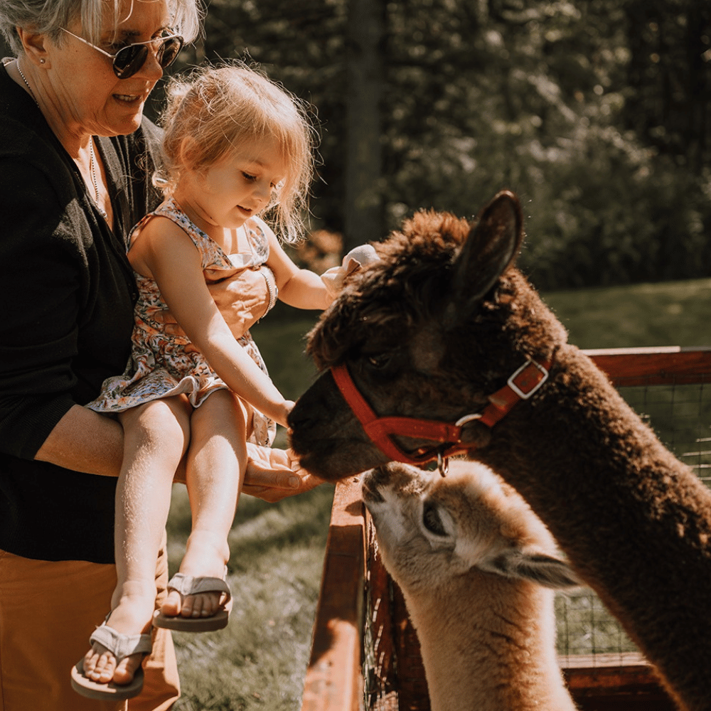 Two nights with a visit to the farm for 2 people - Ferme La Rabouillère