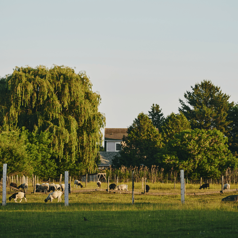 Two nights with a visit to the farm for 2 people - Ferme La Rabouillère