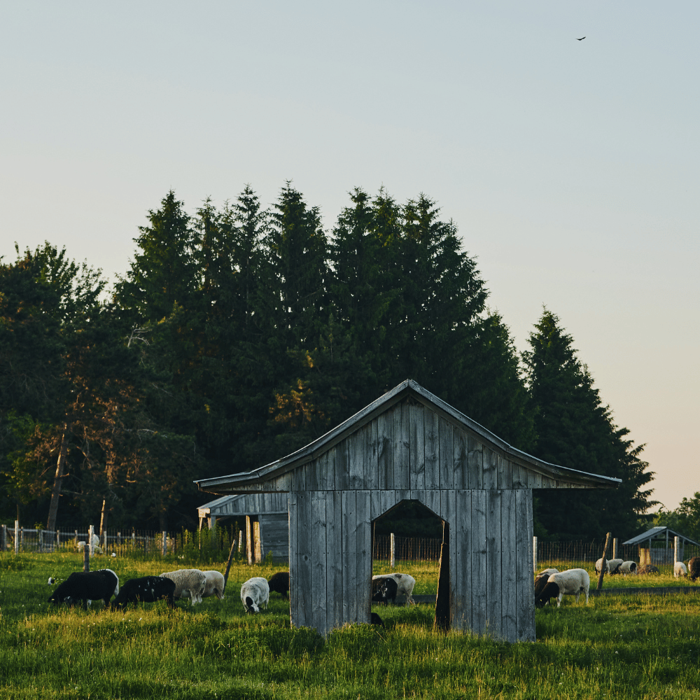 Two nights with a visit to the farm for 2 people - Ferme La Rabouillère