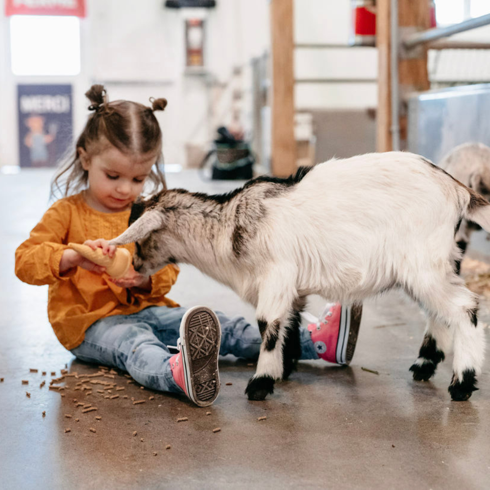 Educational activity and discovery basket for 1 person - Ferme Guyon