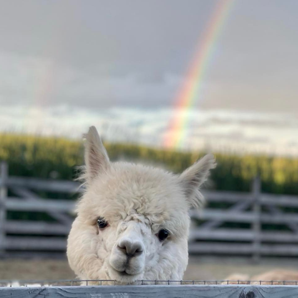 Free-Range Alpaca Watching for 2 People - La Casa d'Alpagas