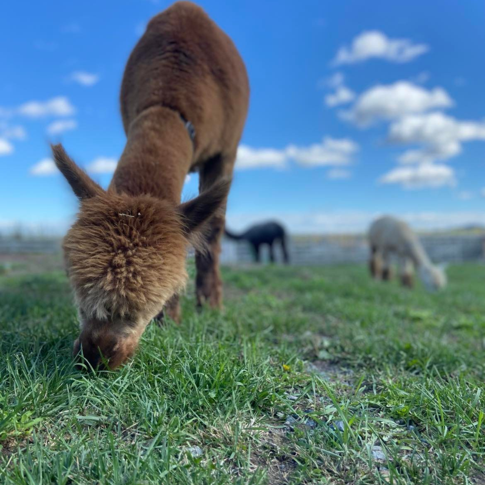 Free-Range Alpaca Watching for 2 People - La Casa d'Alpagas