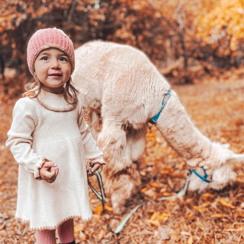 Alpaca walk for 2 people - Alpacas du Domaine Poissant