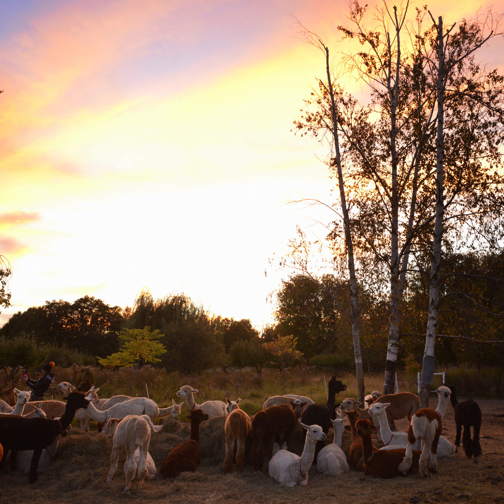 Alpaca walk for 4 people - Alpacas du Domaine Poissant