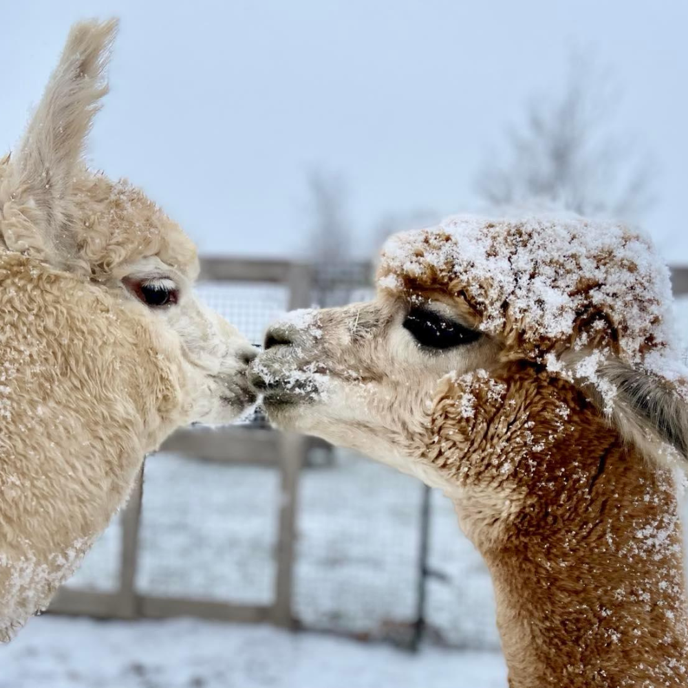 Casa Getaway for 2 - The Alpaca House