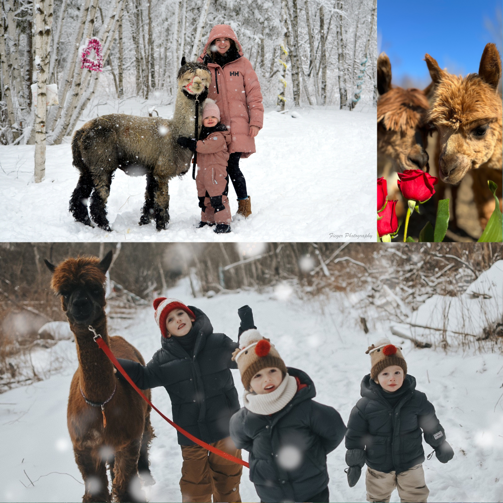 Alpaca walk for 4 people - Alpacas du Domaine Poissant