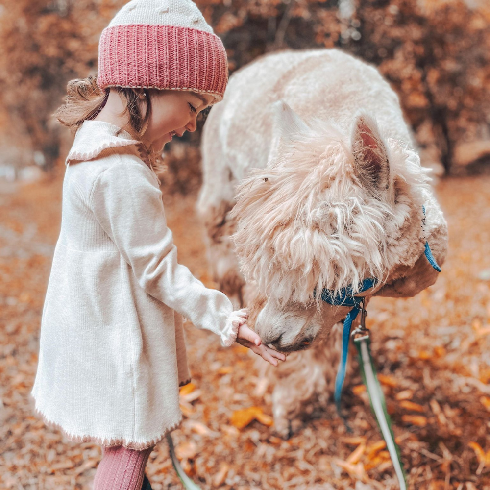Alpaca walk for 4 people - Alpacas du Domaine Poissant
