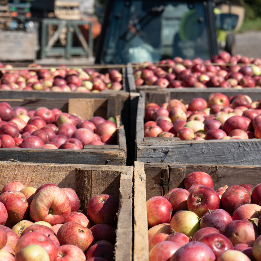 Visite et dégustation pour 2 personnes - Cidrerie du Minot