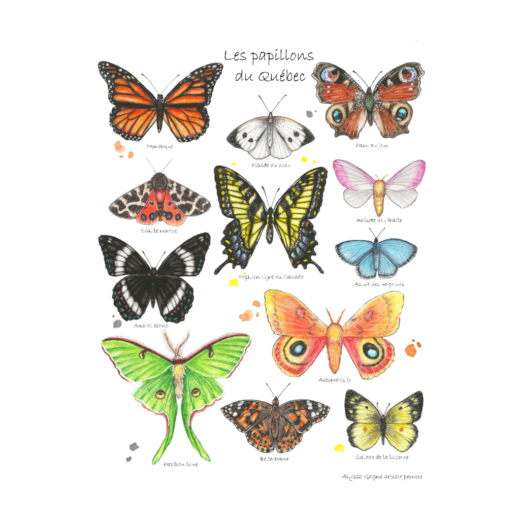 Affiche - Papillons du Québec