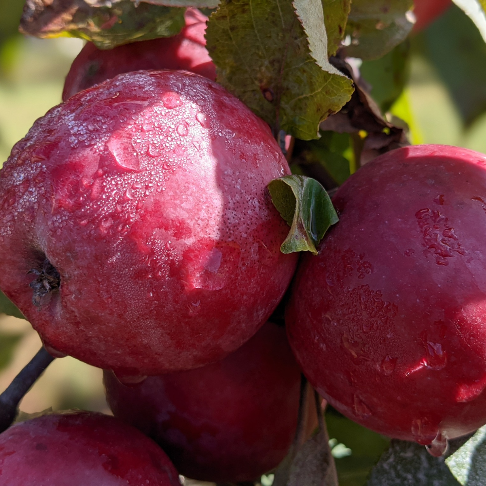 Cider tasting for 2 people - Verger Croque-Pomme