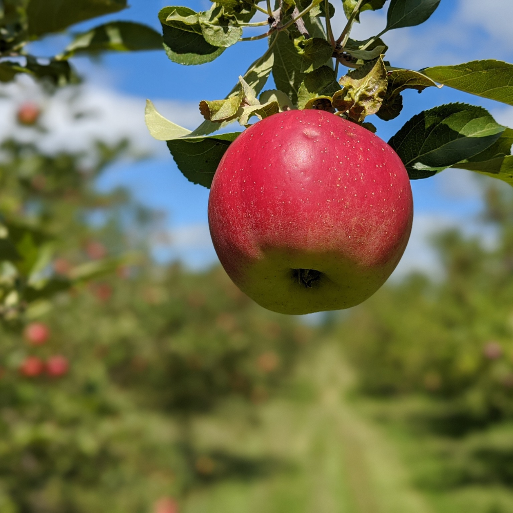 Tour and cider tasting for 2 people - Verger Croque-Pomme