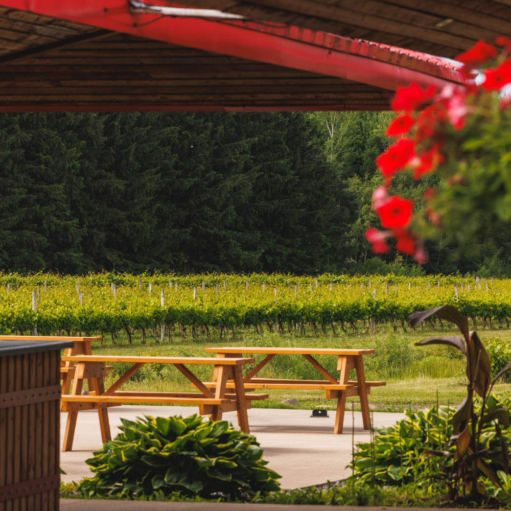 Wine and bottle tasting - Domaine de Lavoie - Vineyard and cider house