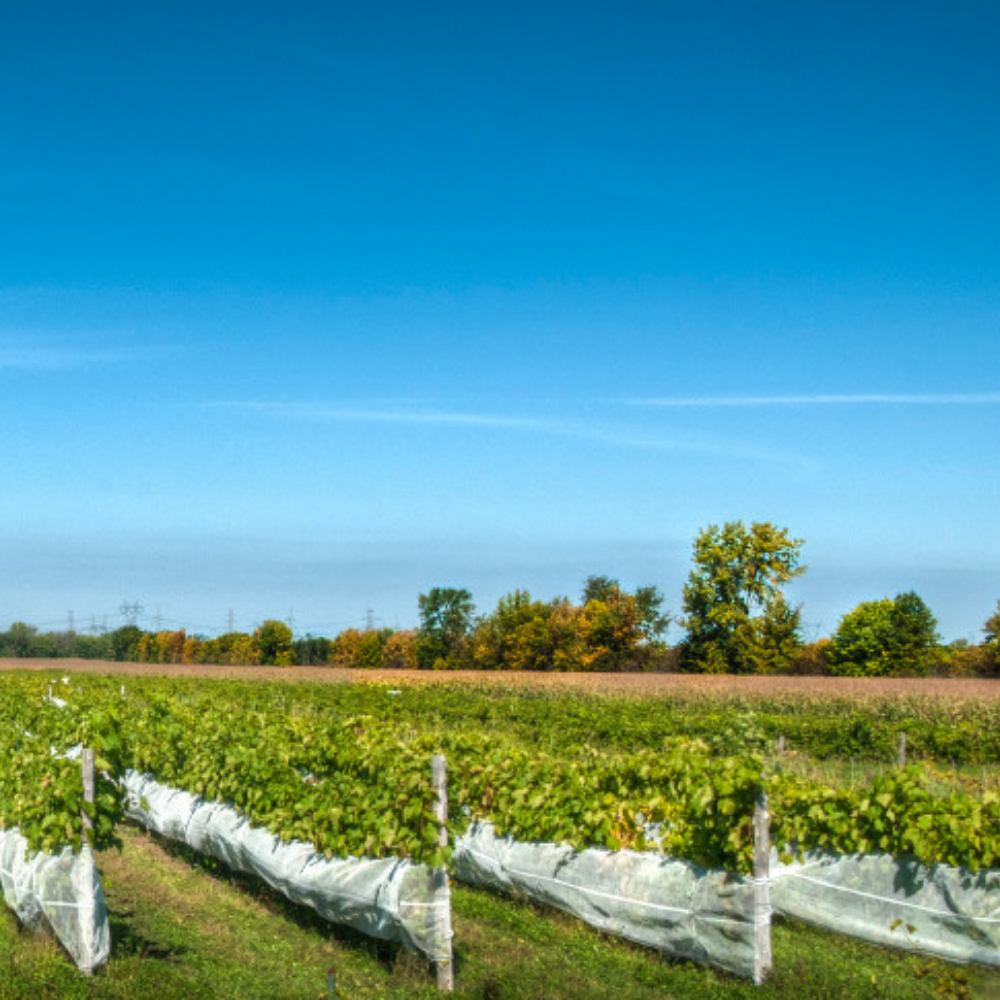 Wine and Cheese Tasting for 2 - Kobloth Vineyard