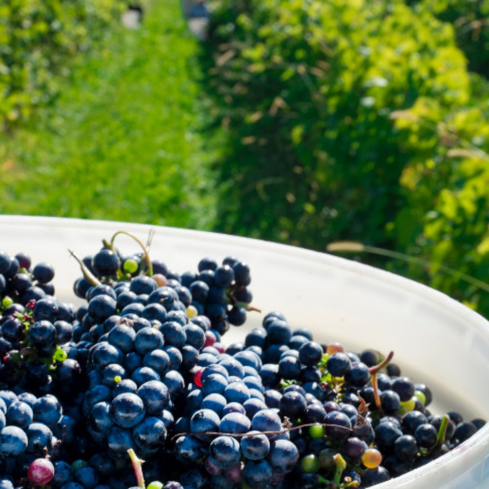 Wine and Cheese Tasting for 2 - Kobloth Vineyard