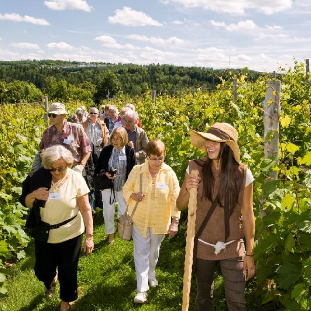 Wine tasting for 4 people - La Halte des Pèlerins Vineyard