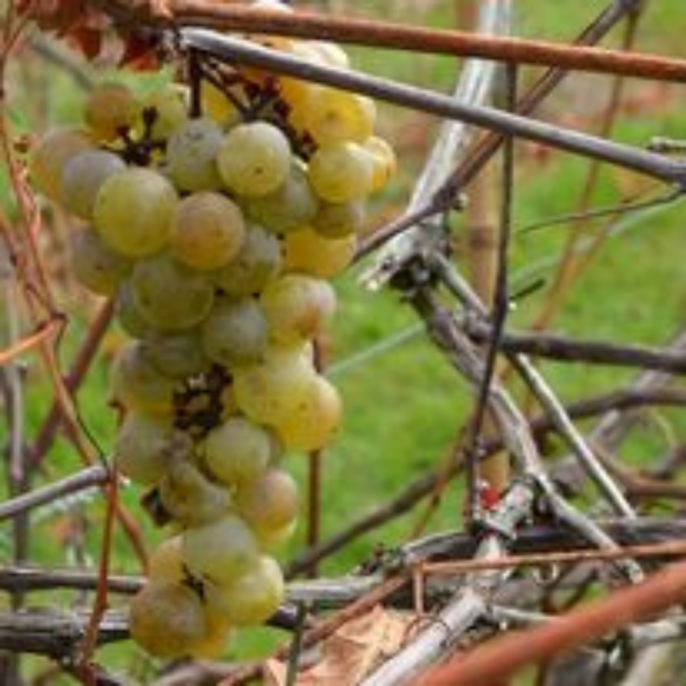Wine tasting for 4 people - La Halte des Pèlerins Vineyard