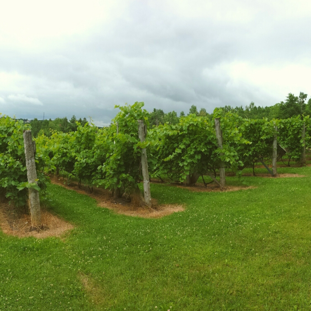 Wine tasting for 4 people - La Halte des Pèlerins Vineyard