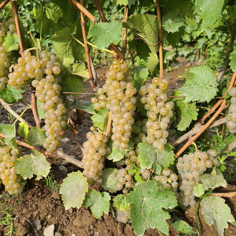 Dégustation de vins et cidres pour 2 personnes - Val Caudalies Vignoble et cidrerie