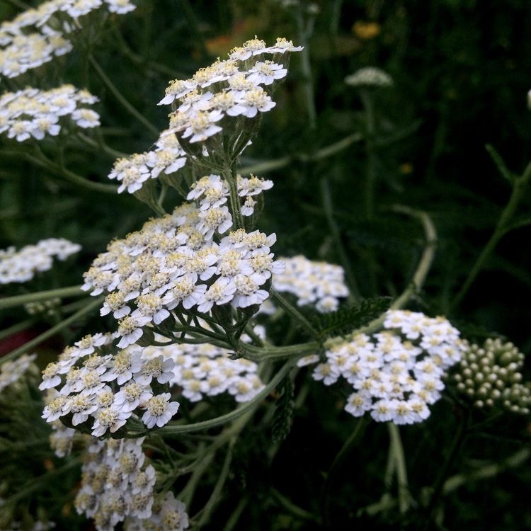 Calme tes hormones - Huile Équilibre Féminin