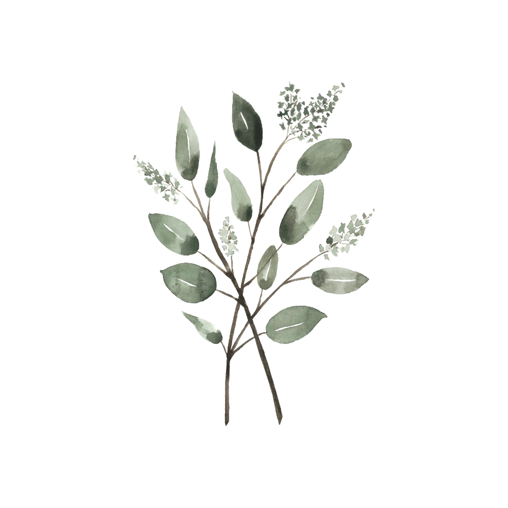 Carte de souhaits - Eucalyptus