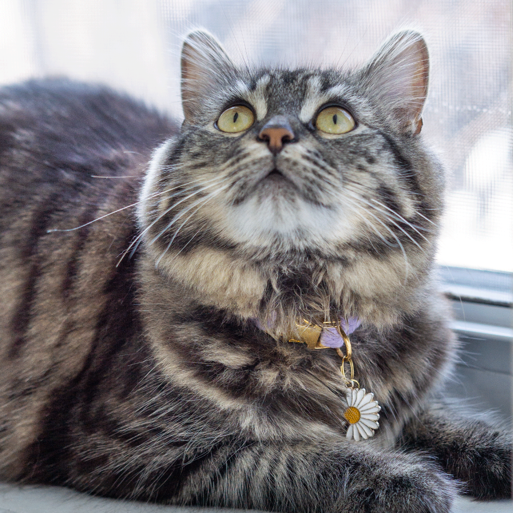 Ensemble de fabrication de collier pour chat | Choisissez votre couleur