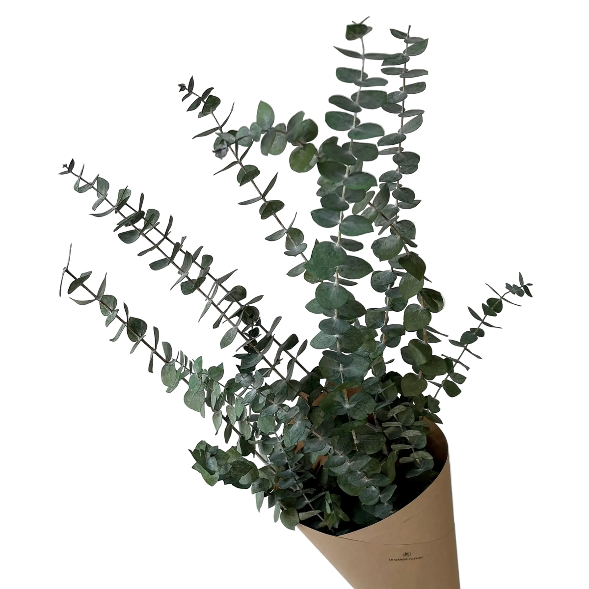 Eucalyptus